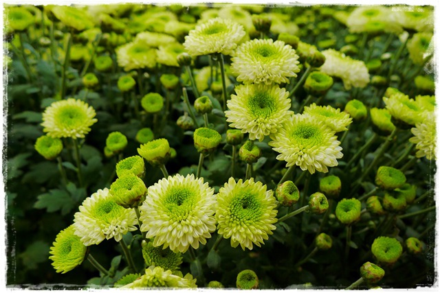 2015士林官邸菊展 嬉遊秋菊