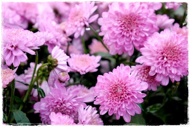 2015士林官邸菊展 嬉遊秋菊