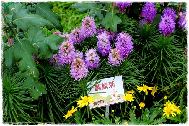 2015士林官邸菊展 嬉遊秋菊