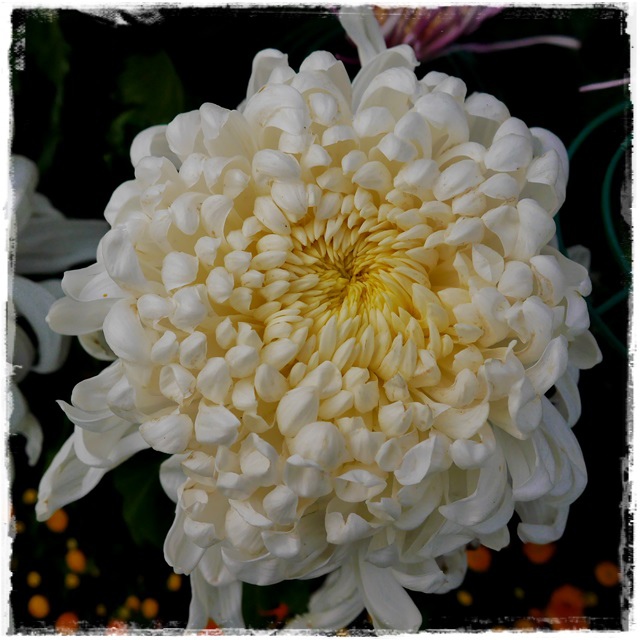 2015士林官邸菊展 嬉遊秋菊