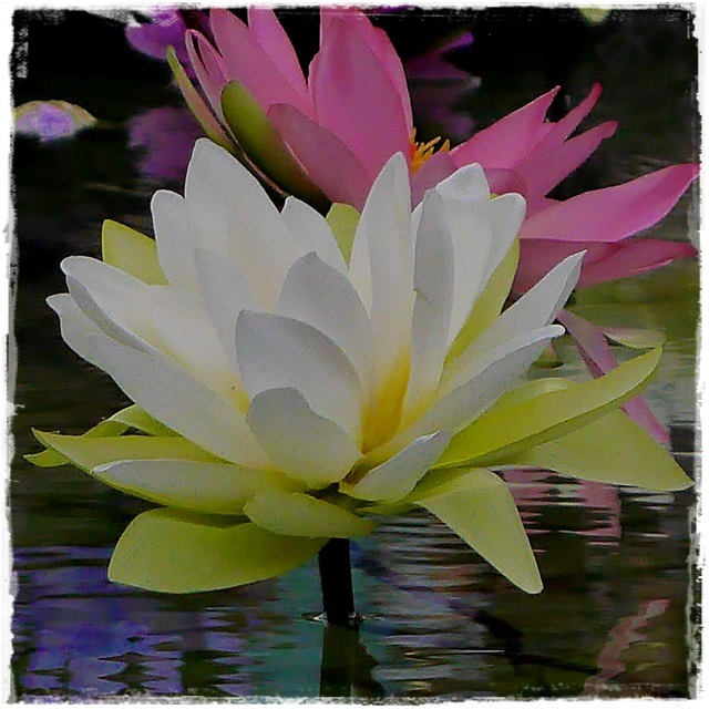 2015士林官邸菊展 嬉遊秋菊