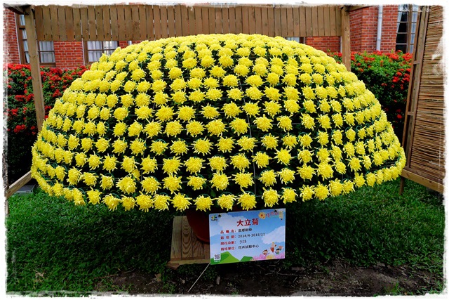 2015士林官邸菊展 嬉遊秋菊