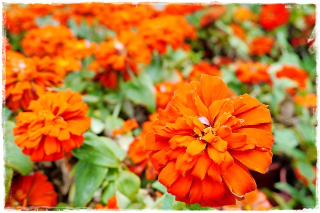 2015士林官邸菊展 嬉遊秋菊