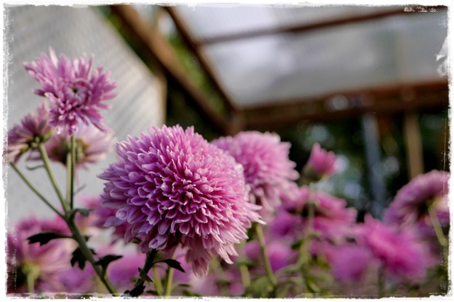 2015士林官邸菊展 嬉遊秋菊