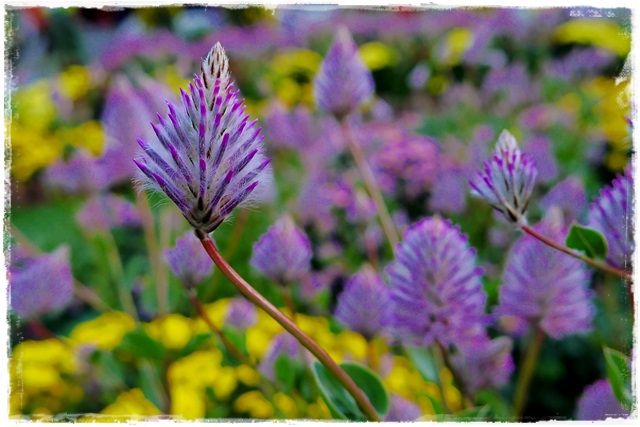 2015士林官邸菊展 嬉遊秋菊