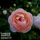 臺北玫瑰園秋季玫瑰展