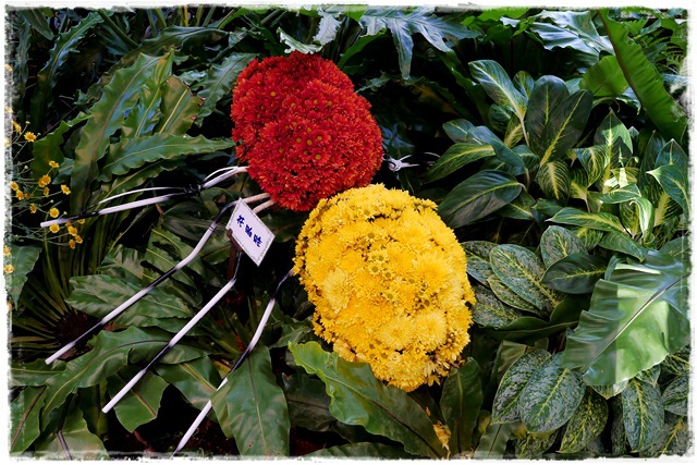 2015士林官邸菊展 嬉遊秋菊