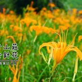 慈音山莊賞金針花