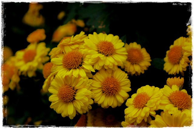 2015士林官邸菊展 嬉遊秋菊