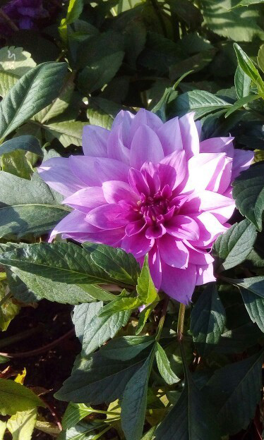 士林~~~~ 菊花展_8540.jpg