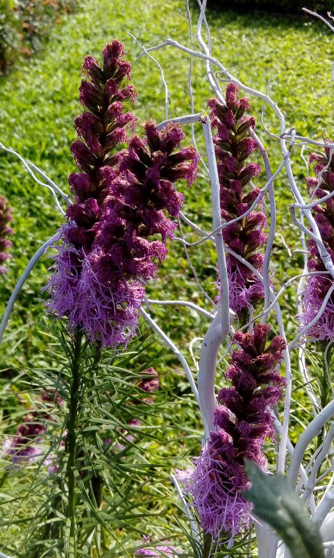 士林~~~~ 菊花展_2238.jpg