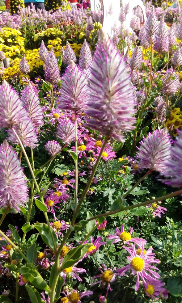 士林~~~~ 菊花展_2177.jpg