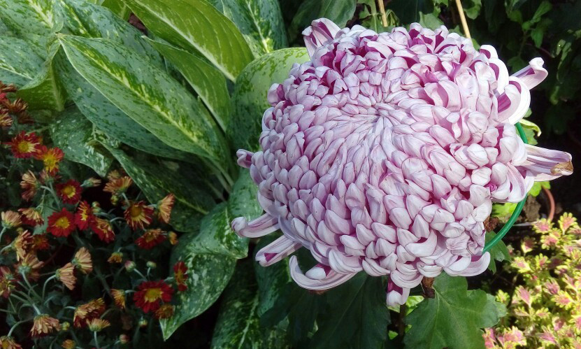 士林~~~~ 菊花展_4082.jpg