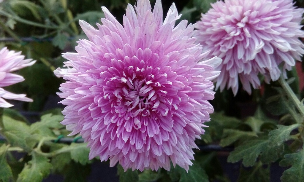 士林~~~~ 菊花展_616.jpg