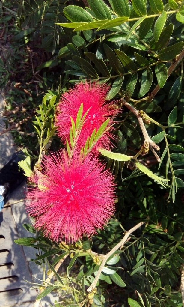 士林~~~~ 菊花展_8971.jpg