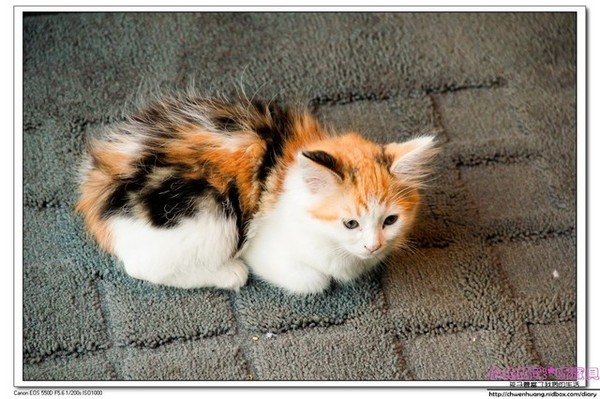 Cat Bru：【美食♥桃園】☼ Cat Bru 特色咖啡廳☼ 愛貓的人不能錯過的店♥♥