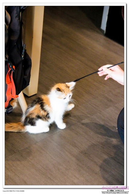 Cat Bru：【美食♥桃園】☼ Cat Bru 特色咖啡廳☼ 愛貓的人不能錯過的店♥♥