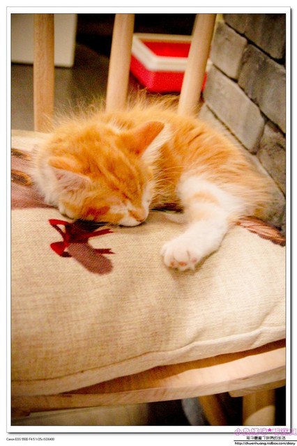 Cat Bru：【美食♥桃園】☼ Cat Bru 特色咖啡廳☼ 愛貓的人不能錯過的店♥♥