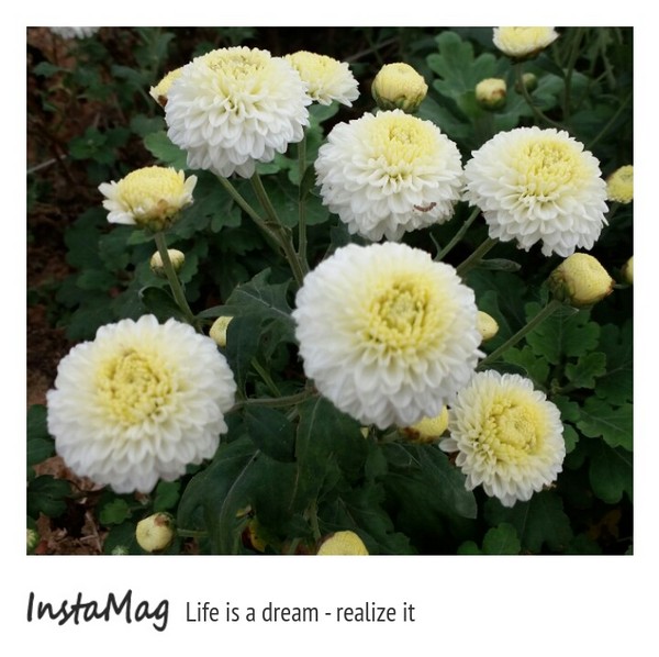 苗栗銅鑼 杭菊花季：【苗栗景點】2015苗栗銅鑼杭菊芋頭節