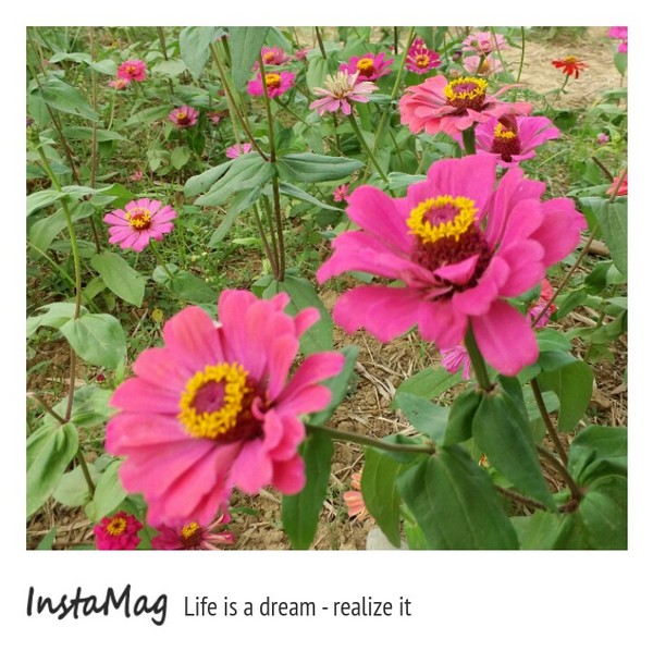 苗栗銅鑼 杭菊花季：【苗栗景點】2015苗栗銅鑼杭菊芋頭節