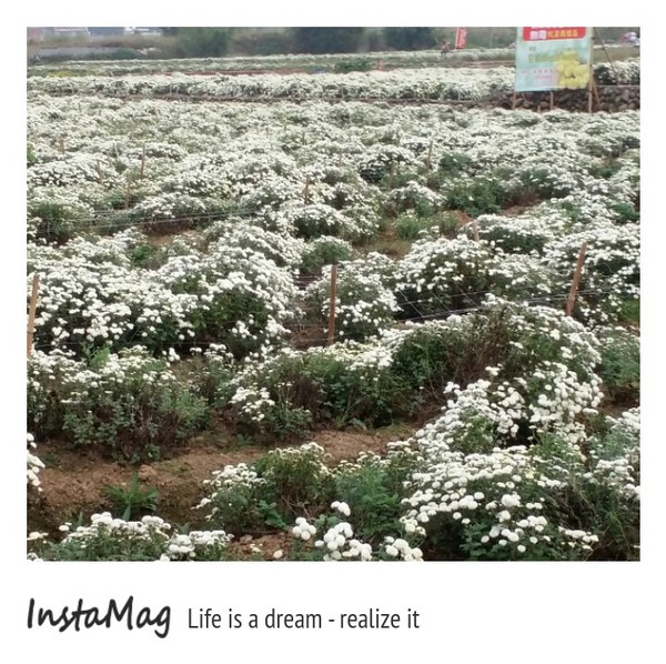 苗栗銅鑼 杭菊花季：【苗栗景點】2015苗栗銅鑼杭菊芋頭節