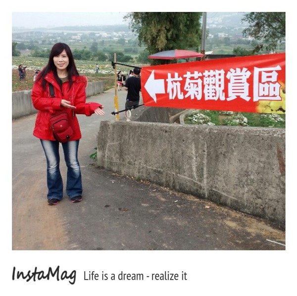 苗栗銅鑼 杭菊花季：【苗栗景點】2015苗栗銅鑼杭菊芋頭節