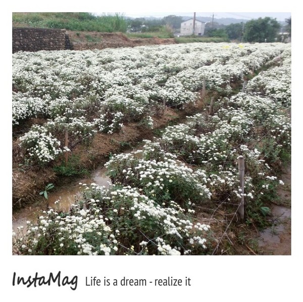 苗栗銅鑼 杭菊花季：【苗栗景點】2015苗栗銅鑼杭菊芋頭節