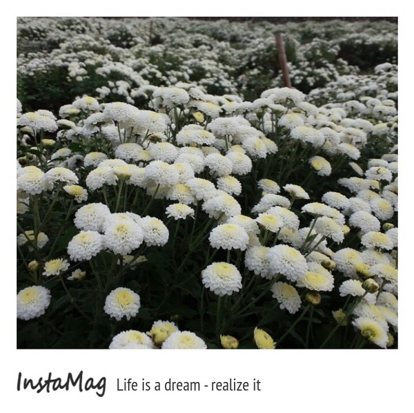 苗栗銅鑼 杭菊花季：【苗栗景點】2015苗栗銅鑼杭菊芋頭節