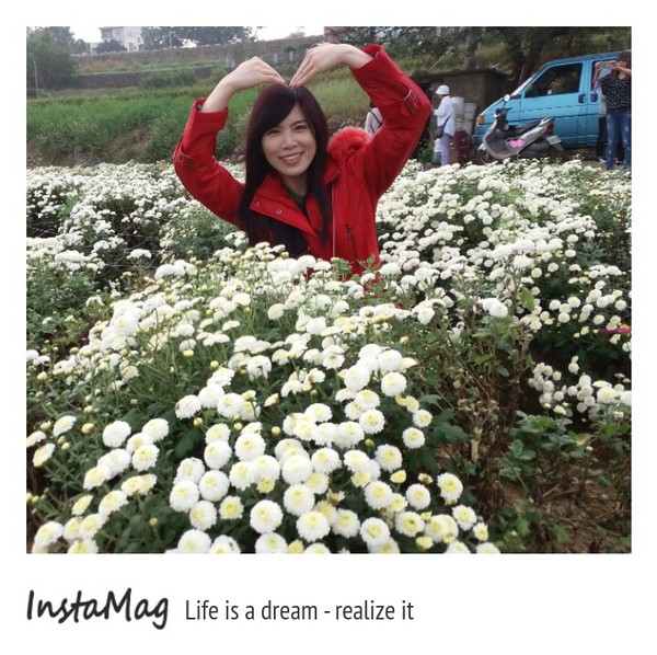 苗栗銅鑼 杭菊花季：【苗栗景點】2015苗栗銅鑼杭菊芋頭節