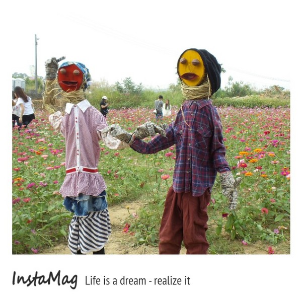 苗栗銅鑼 杭菊花季：【苗栗景點】2015苗栗銅鑼杭菊芋頭節