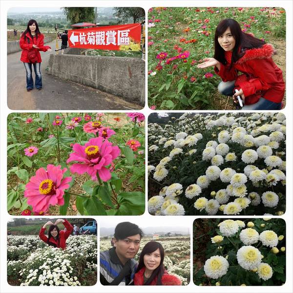 苗栗銅鑼 杭菊花季：【苗栗景點】2015苗栗銅鑼杭菊芋頭節