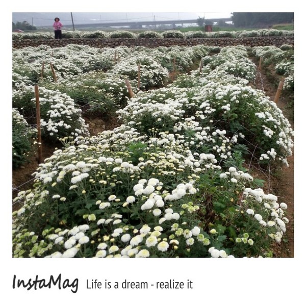 苗栗銅鑼 杭菊花季：【苗栗景點】2015苗栗銅鑼杭菊芋頭節