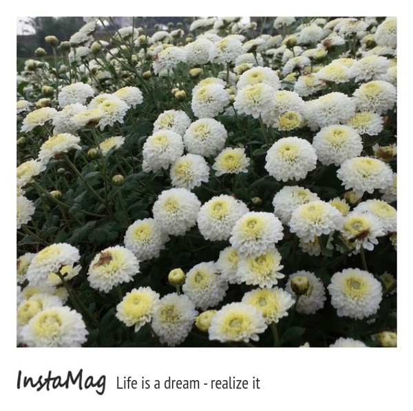 苗栗銅鑼 杭菊花季：【苗栗景點】2015苗栗銅鑼杭菊芋頭節