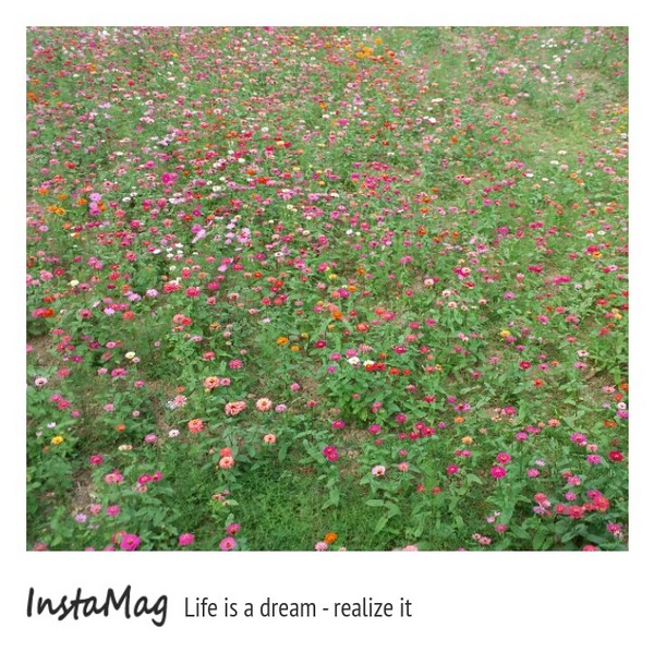 苗栗銅鑼 杭菊花季：【苗栗景點】2015苗栗銅鑼杭菊芋頭節