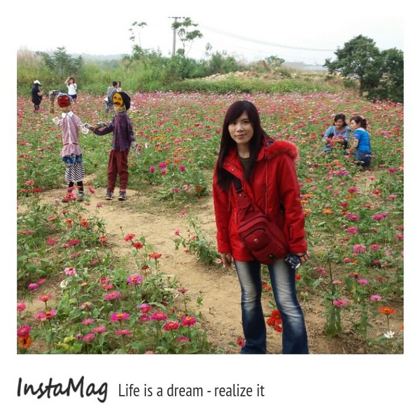 苗栗銅鑼 杭菊花季：【苗栗景點】2015苗栗銅鑼杭菊芋頭節