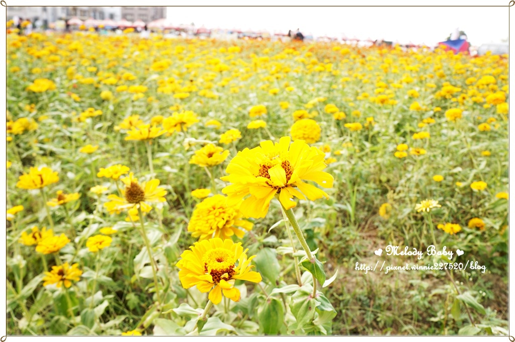 橋頭花海 (3).JPG