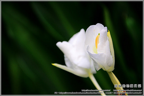 車埕木業館:【南投】水里鄉。車埕木業展示館 & 貯木池與天車