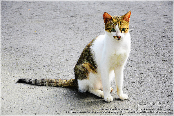 車埕木業館:【南投】水里鄉。車埕木業展示館 & 貯木池與天車