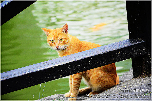 車埕木業館:【南投】水里鄉。車埕木業展示館 & 貯木池與天車