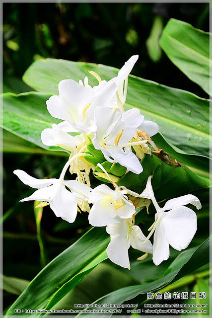 車埕木業館:【南投】水里鄉。車埕木業展示館 & 貯木池與天車