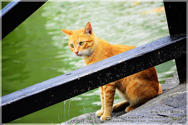 車埕木業館:【南投】水里鄉。車埕木業展示館 & 貯木池與天車