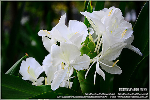 車埕木業館:【南投】水里鄉。車埕木業展示館 & 貯木池與天車