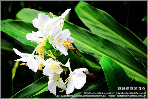 車埕木業館:【南投】水里鄉。車埕木業展示館 & 貯木池與天車