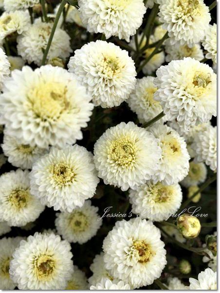 FB_IMG_1447567130365