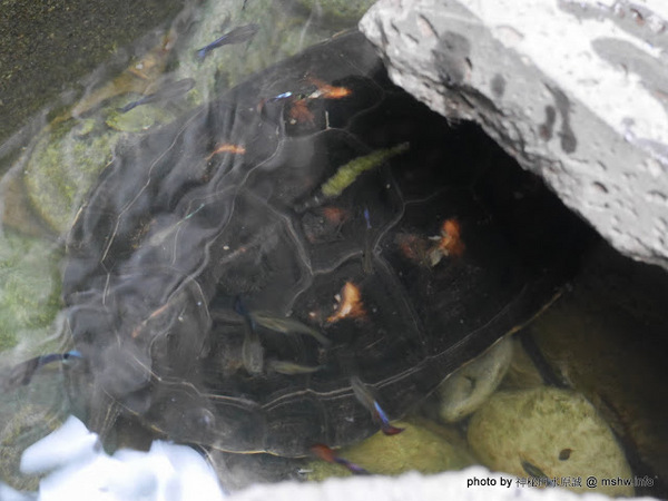 赤崁璽樓:【食記】台南赤崁璽樓蔬食餐廳-襌&食時尚異國蔬食料理@中西區赤崁樓 : 面對時間的巨輪,在歷史洪流的角落用餐, 仿佛格外美味!