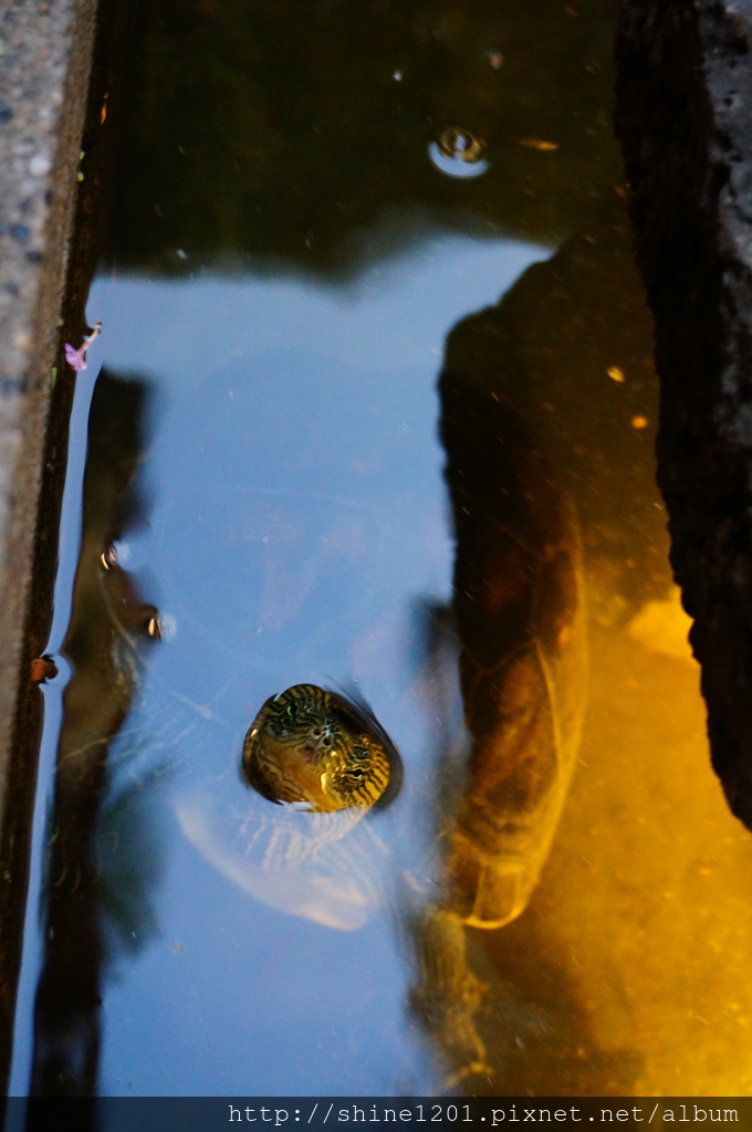 台南中西區美食 赤崁璽樓.台南洋樓老宅美食