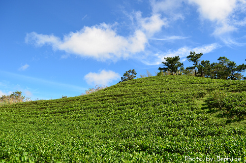 1104 2-綠光農園02