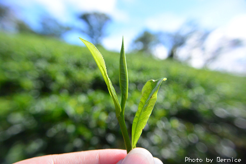 1104 2-綠光農園16