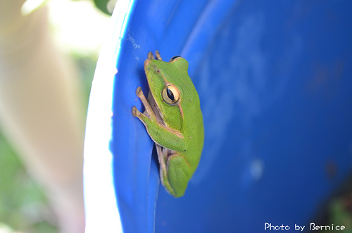 1104 2-綠光農園09