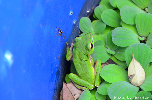 1104 2-綠光農園10